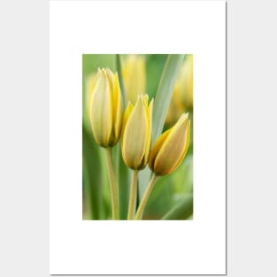 Tulipa urumiensis  Iran tulip  Miscellaneous Group Tulip Posters and Art
